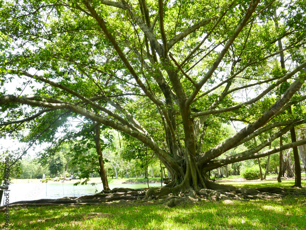 large tree with roots covering the ground, a large tree in the garden