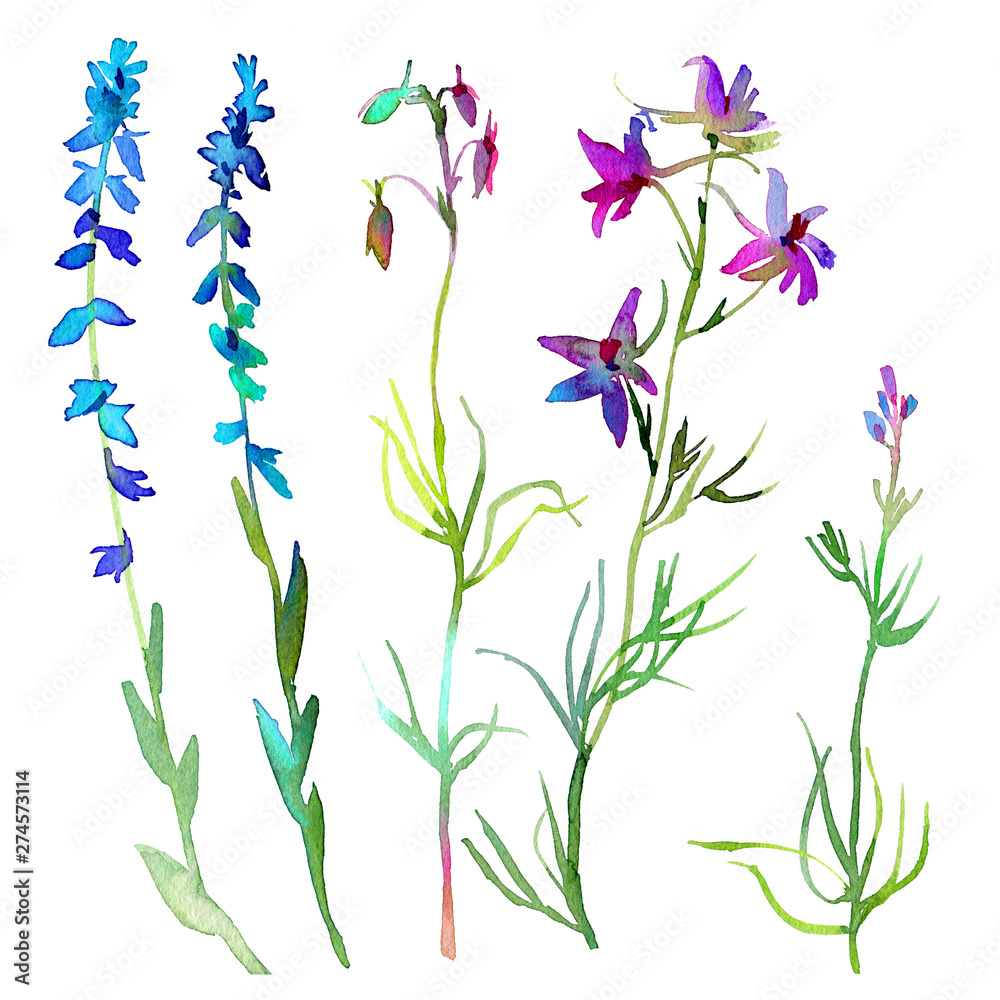 Set of watercolor elements. Illustration of garden and wild flowers and leaves isolated on white background.