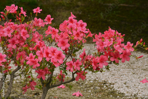 Flower from kyoto