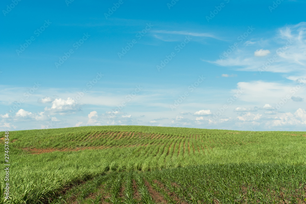 Cultivation of corn at the base of the mountains in the valley.