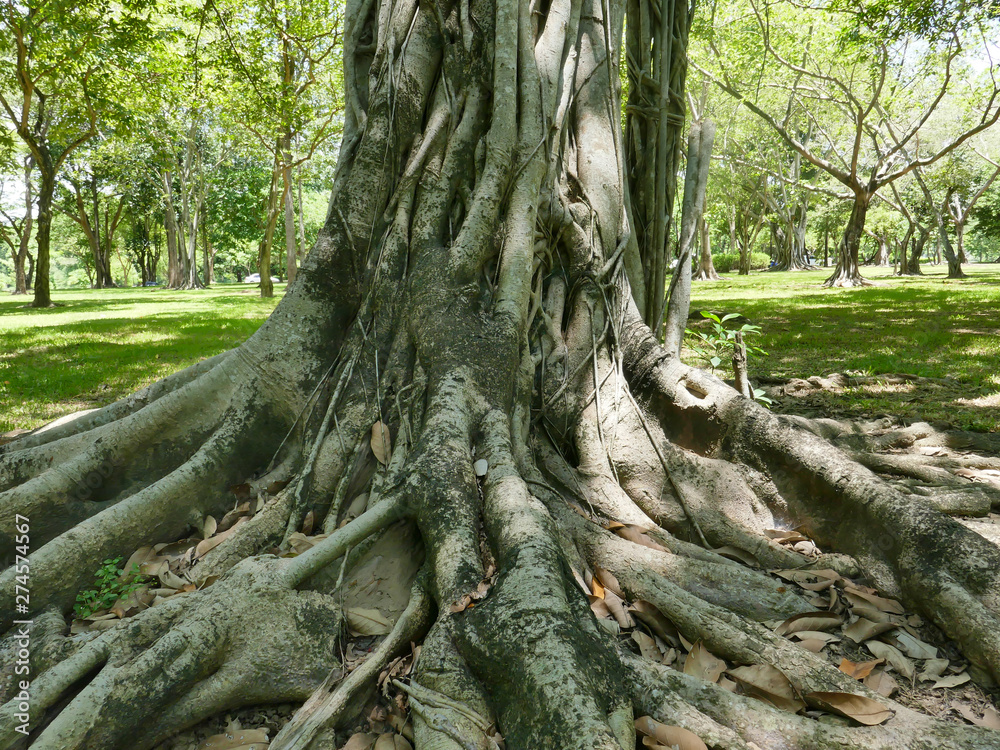 large tree with roots covering the ground, a large tree in the garden large tree with roots covering the ground, a large tree in the garden