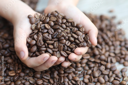 Coffe beans in hands and on the wooden  table  roasted arabica