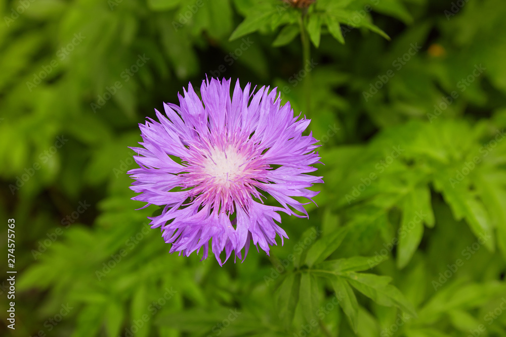 purple pink Stokes Aster Stokesia laevis flower in bloom in early spring purple pink Stokes Aster Stokesia laevis flower in bloom in early spring
