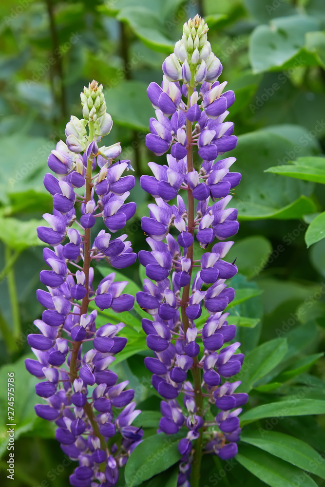 Violet lupine (Lupinus, lupin) flower Blooming in the meadow. Lupins in full bloom. Violet lupine (Lupinus, lupin) flower Blooming in the meadow. Lupins in full bloom.