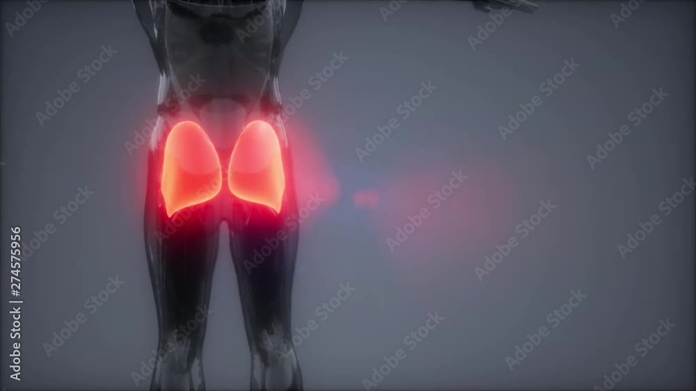 gluteus maximus - leg muscles anatomy animation gluteus maximus - leg muscles anatomy animation