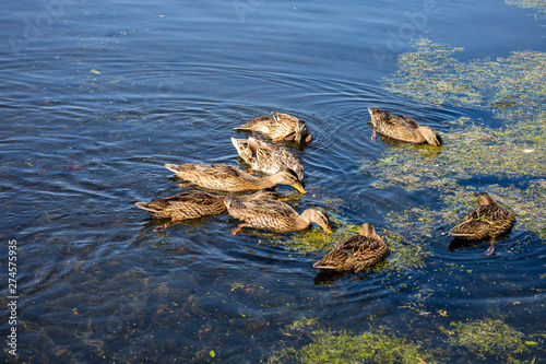 plusieurs canards dans un étang