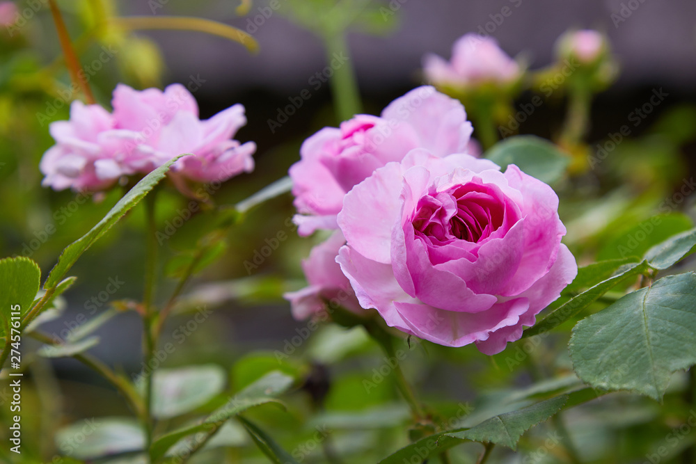 Beautiful pink roses in a garden. Pink blooming rose bush outdoors Beautiful pink roses in a garden. Pink blooming rose bush outdoors