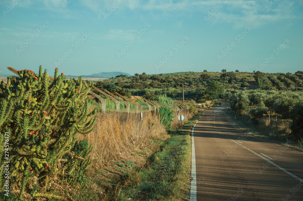 Road going up the hill covered by olive trees