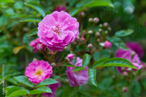 Beautiful pink roses in a garden. Pink blooming rose bush outdoors