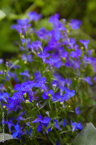 Blue violet Lobelia erinus Sapphire flowers or Edging Lobelia, Garden Lobelia a popular edging plant in gardens for hanging baskets and window boxes.
