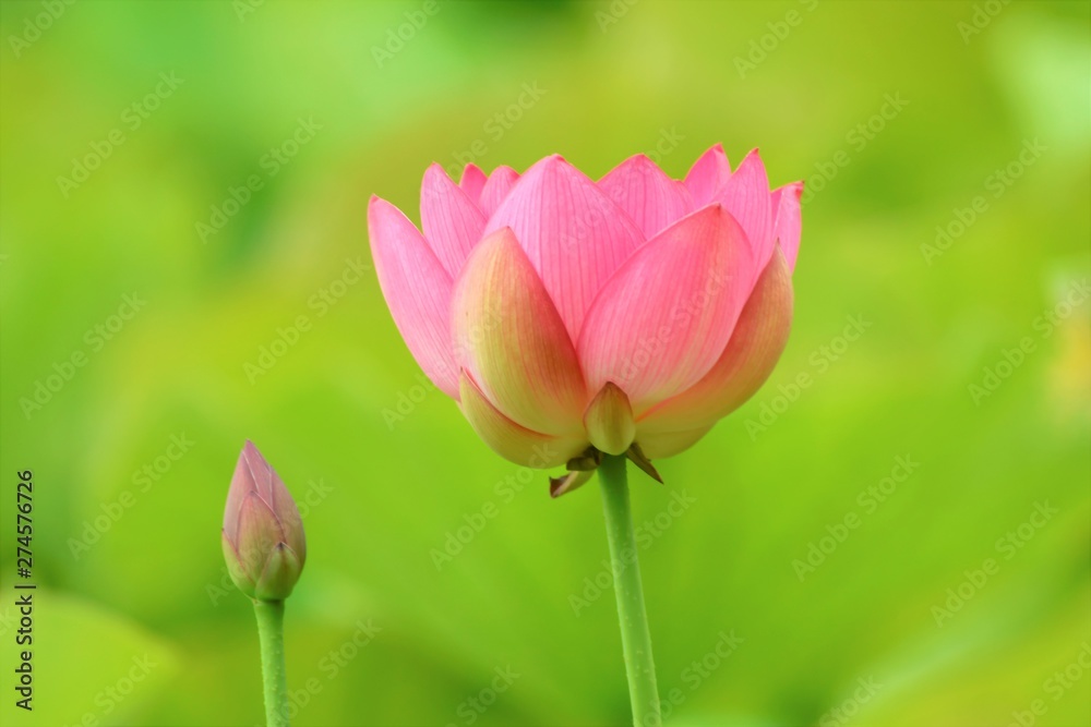 ハスの花 ハスの花
