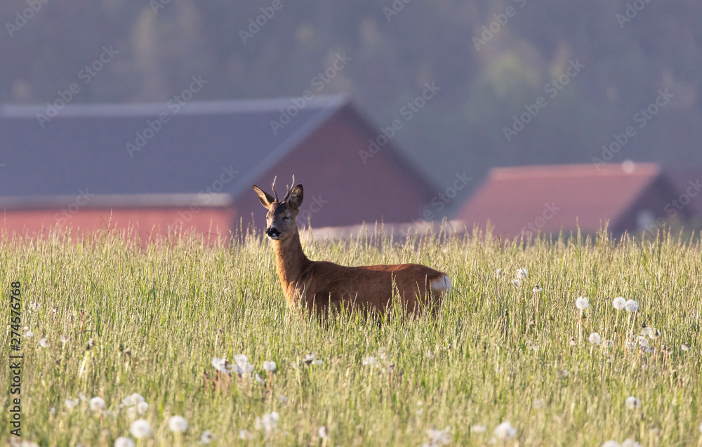 The roe deer (Capreolus capreolus), also known as the roe, western roe deer or European roe, is a species of deer. The male of the species is sometimes referred to as a roebuck.