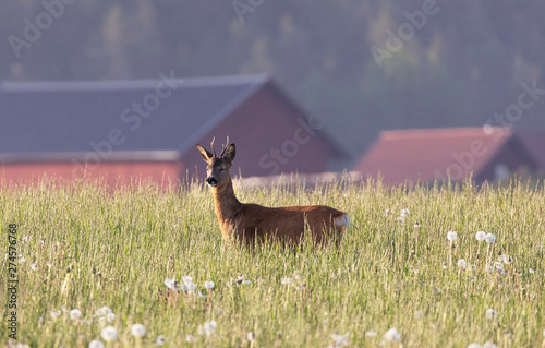 Obraz na płótnie The roe deer (Capreolus capreolus), also known as the roe, western roe deer or European roe, is a species of deer. The male of the species is sometimes referred to as a roebuck. w salonie