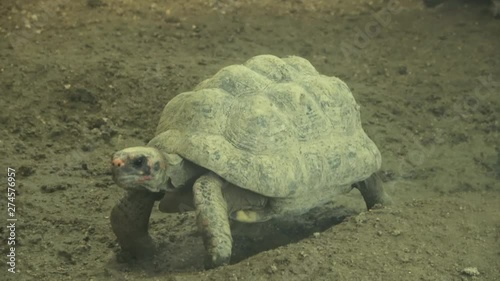 The Red-footed tortoise, Chelonoidis carbonarius, walking slowly, 4K photo