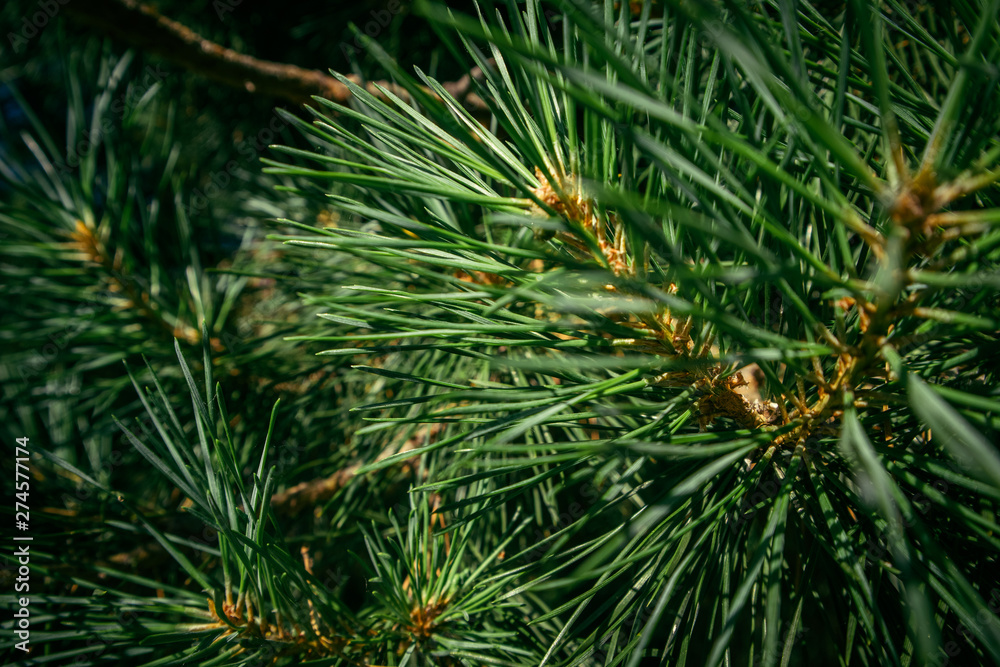pine branch in the forest with needles pine branch in the forest with needles