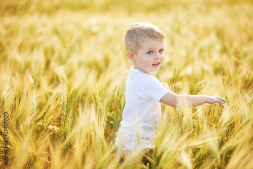 Cute child walking in the wheat golden field on a sunny summer day. Little boy smiling and happy. Nature in the country