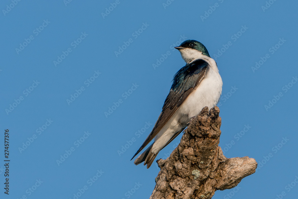 Tree Swallow perched on Branch along the Potomac River