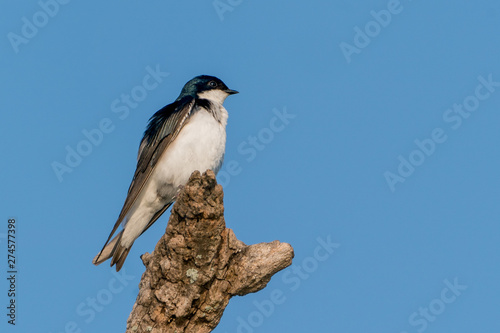 Tree Swallow perched on Branch along the Potomac River