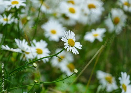 Lovely white daisy flower in the meadow  © moreidea