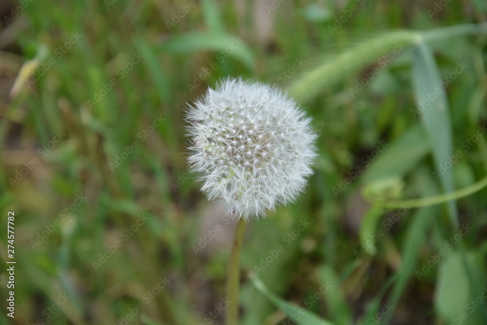 dandelion in grass dandelion in grass