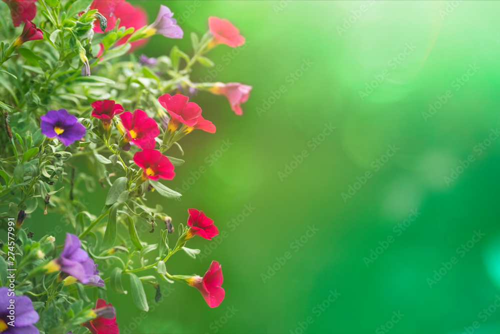 Fototapeta premium Spring colorful flowers in the garden with green background.