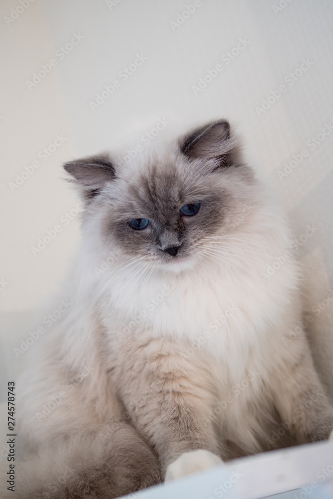 Fototapeta premium Lovely ragdoll cat portrait with beautiful colours and patterns