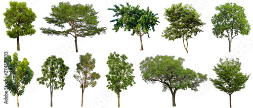 Set of beautiful trees Isolated on white background   Suitable for use in architectural design   Decoration work   Used with natural articles both on print and website.