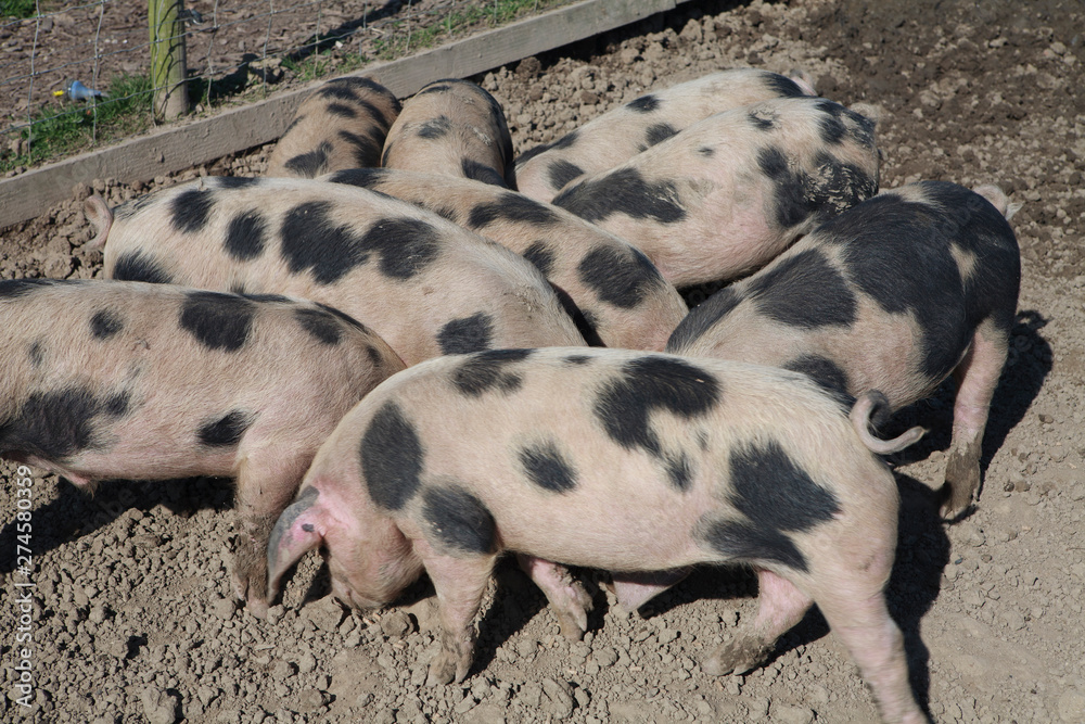 a group or drift of gloucestershire old spot pigs a group or drift of gloucestershire old spot pigs