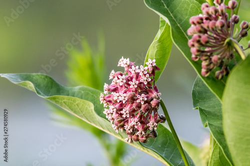 Milkweed Flower (Asclepias) portrait just beginning to bloom in late spring, ready for Monarch Butterflies (Danaus plexippus)