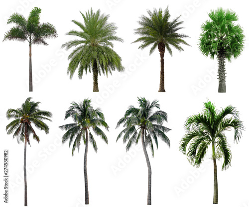 Collection Beautiful Palm Trees Isolated on white background , Suitable for use in architectural design , Decoration work , Used with natural articles both on print and website.
