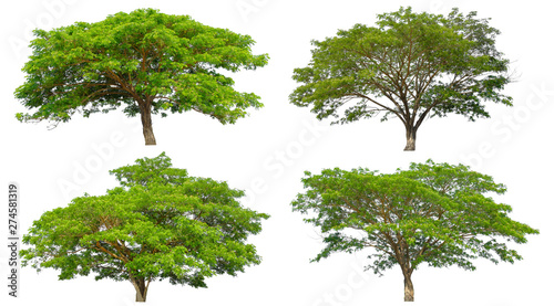 Collection Beautiful Trees Isolated on white background   Suitable for use in architectural design   Decoration work   Used with natural articles both on print and website.