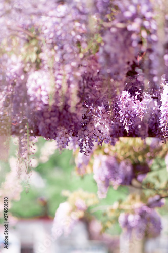 April's charming purple waterfall, Wisteria