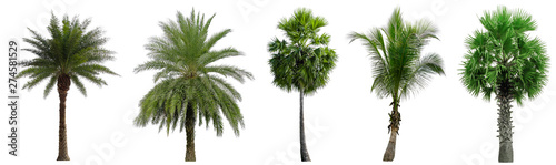 Set beautiful coconut and palm trees isolated on white background  Suitable for use in architectural design and decoration work.