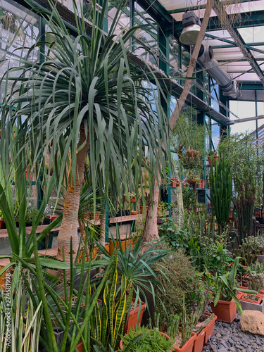 tree, plant, green, palm, nature, tbotanical garden, jungle, exotic, grass, tropical, garden, forest, treestropical plants in a green house, palms, green, garden, botanichesky sad, tree, palm, nature,