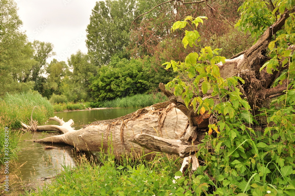 Fototapeta premium Baum im Wasser