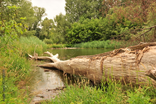 Baum im Wasser