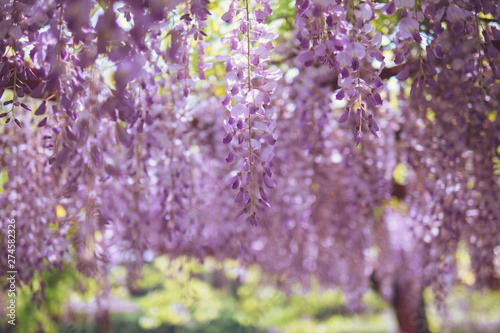 April's charming purple waterfall, Wisteria