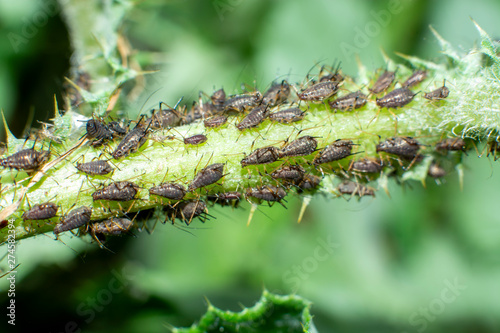aphids © ezp