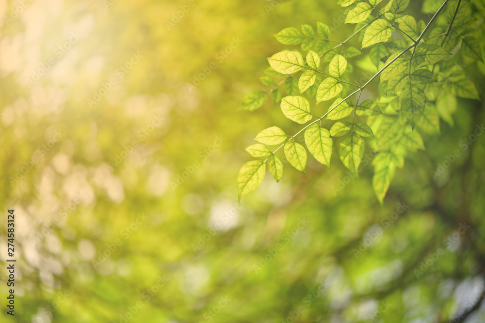 Green leaf nature i for wallpaper and background, Yellow color with copy space using as background natural green plants landscape Green leaf nature i for wallpaper and background, Yellow color with copy space using as background natural green plants landscape