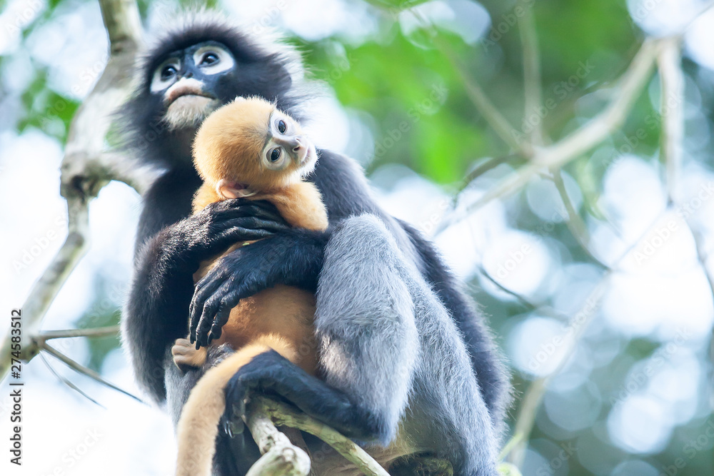 Fototapeta premium A newborn Dusky Leaf Monkey in mother’s arms.