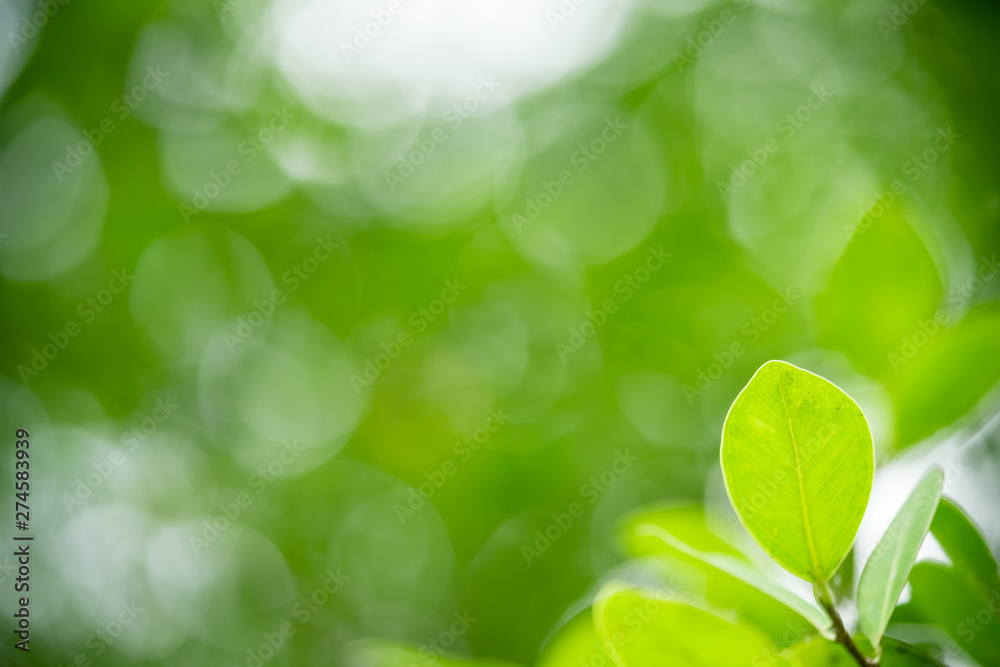 Green leaf nature i for wallpaper and background, Yellow color with copy space using as background natural green plants landscape Green leaf nature i for wallpaper and background, Yellow color with copy space using as background natural green plants landscape