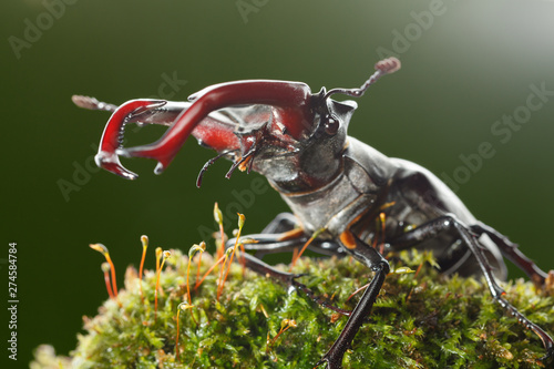 Stage Beetle on moss photo