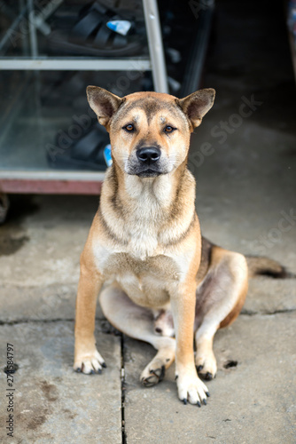 Vietnam local dog sitting and gazing photographer at home