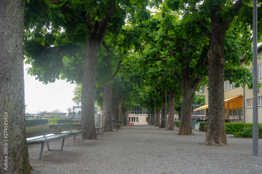 Fresh green trees tunnel in public city garden in Bern, The capital of Switzerland
