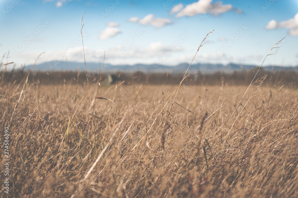 Fototapeta premium field of dried grass