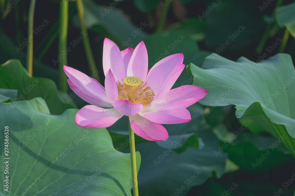 In summer, the lotus blossoms in the pond are just like a fairy. In summer, the lotus blossoms in the pond are just like a fairy.