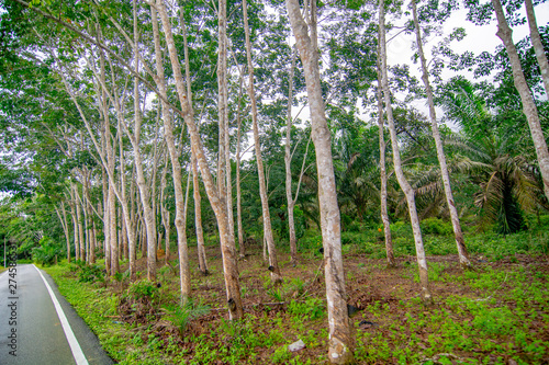 Rubber plantation  economic crop planting  forestry  rubber  plants and environment  forest growth  natural resources and oxygen  selective focus  blur background.