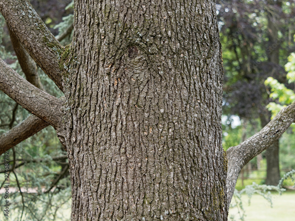 Obraz premium Tronc du Cedrus atlantica 
