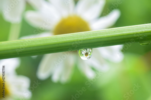 Flower refraction in a raindrop. Natural background with a raindrops on grass