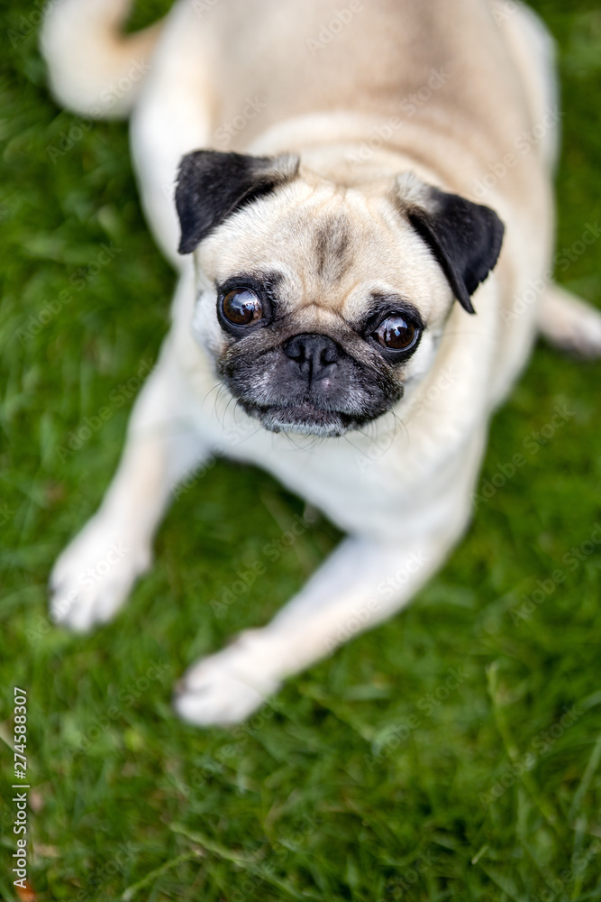 Hunderasse Mops liegend im Portrait Hunderasse Mops liegend im Portrait